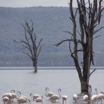 Exploring Lake Nakuru