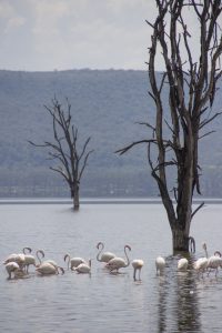 Read more about the article Exploring Lake Nakuru