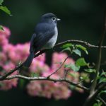 Bird Watching in Kakamega Forest.