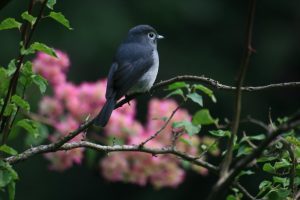 Read more about the article Bird Watching in Kakamega Forest.