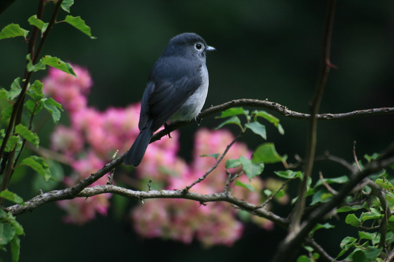 Bird Watching in Kakamega Forest.