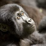 Gorilla Trekking and Habituation on the Same Safari