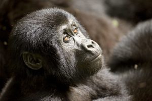 Read more about the article Gorilla Trekking and Habituation on the Same Safari