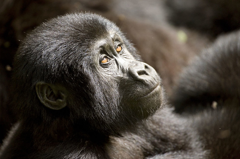 Gorilla Trekking and Habituation on the Same Safari