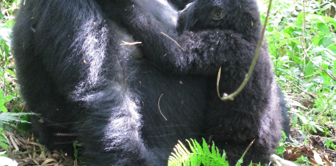 Gorilla Viewing Time in Rwanda