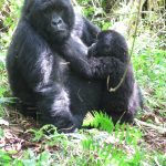 Gorilla Viewing Time in Rwanda