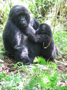 Read more about the article Gorilla Viewing Time in Rwanda