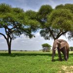 Best Ways to Access Tarangire National Park