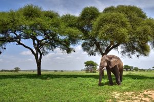 Read more about the article Best Ways to Access Tarangire National Park