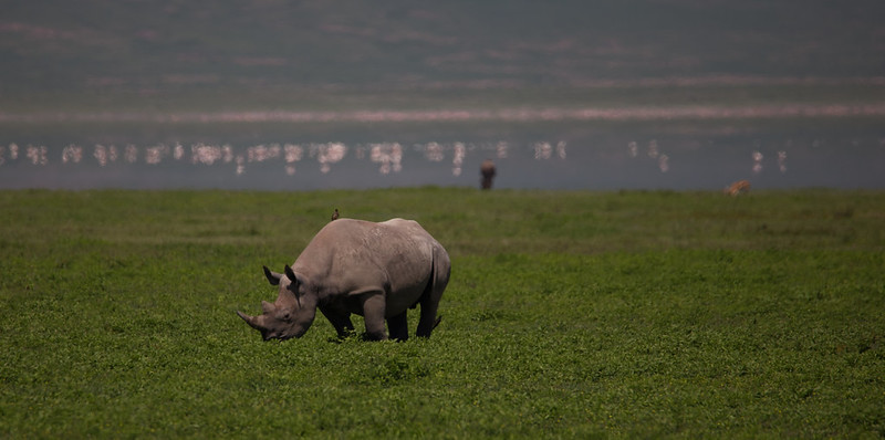 7-Day Tanzania Northern Circuit Safari.