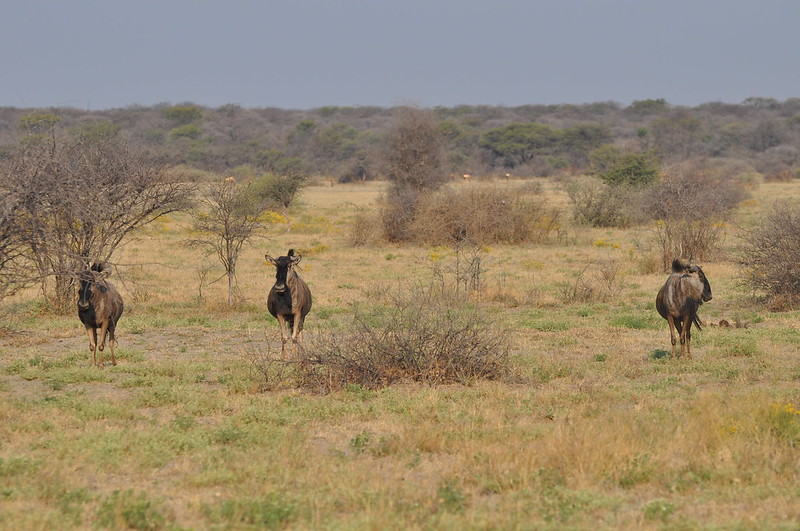 The Best Time to Visit East Africa for a Safari