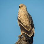 The Masai Steppe