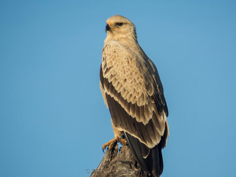 Read more about the article The Masai Steppe