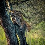  The Ultimate Safari Experience in Tanzania