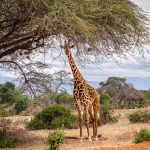 Tsavo East and West National Parks Safaris