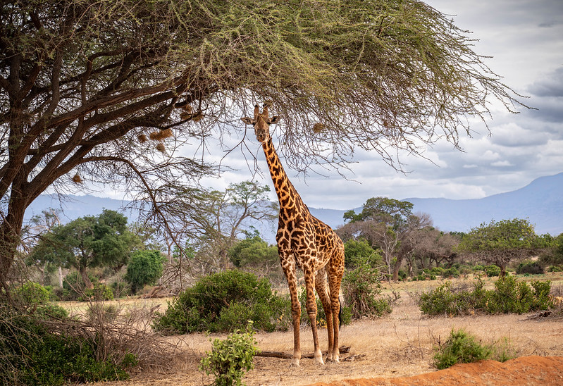 Tsavo East and West National Parks Safaris