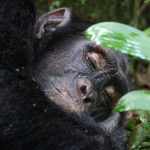 Chimpanzee Trekking Rules in Uganda 2024.