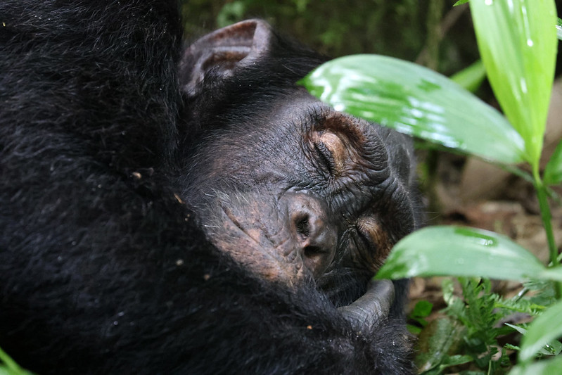 Chimpanzee Trekking Rules in Uganda 2024.