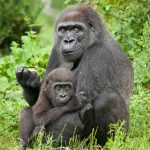 Gorilla Trekking Permit Prices in Uganda (2024-2026)