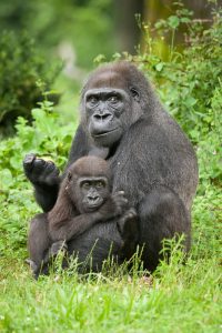 Read more about the article Gorilla Trekking Permit Prices in Uganda (2024-2026)