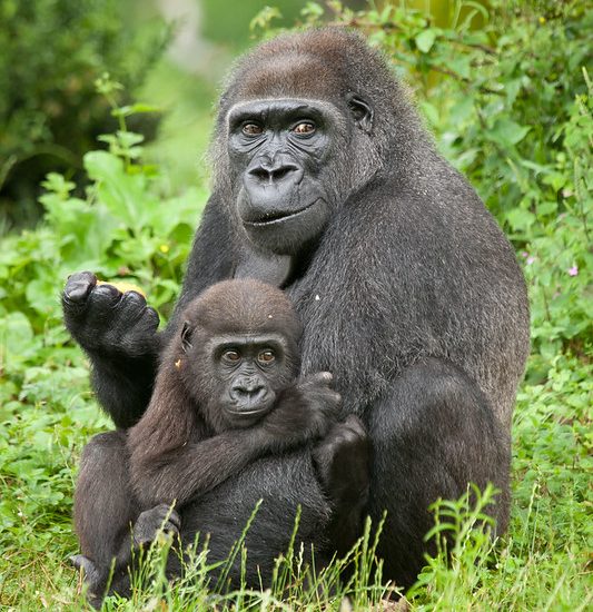 Gorilla Trekking Permit Prices in Uganda (2024-2026)