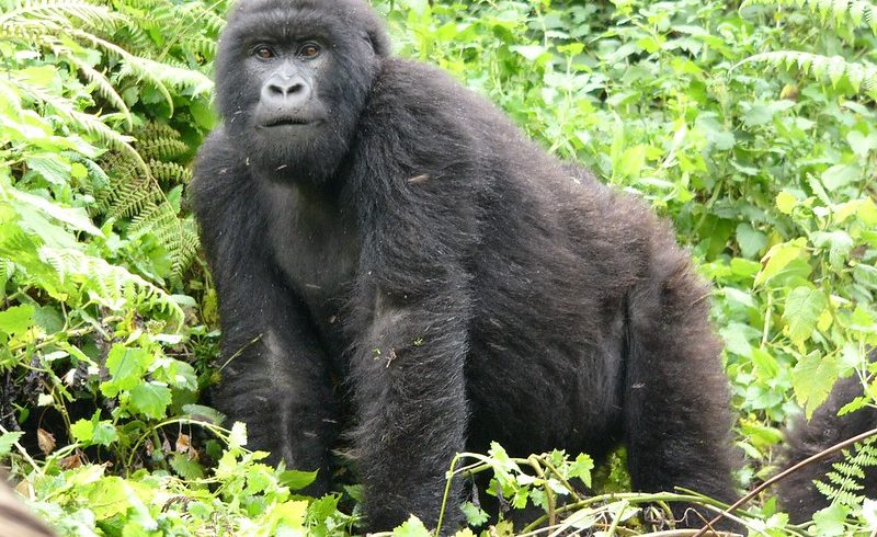 4-Day Rwanda Gorilla Trekking Safari.