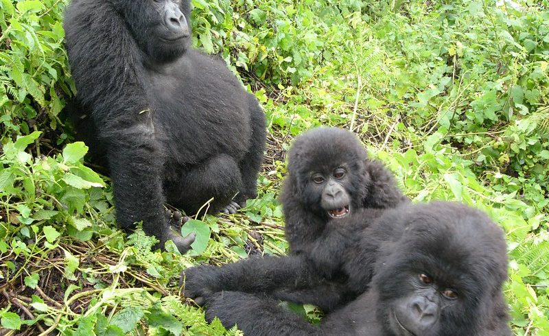 6-Day Rwanda Gorilla Trekking & Wildlife Safari 