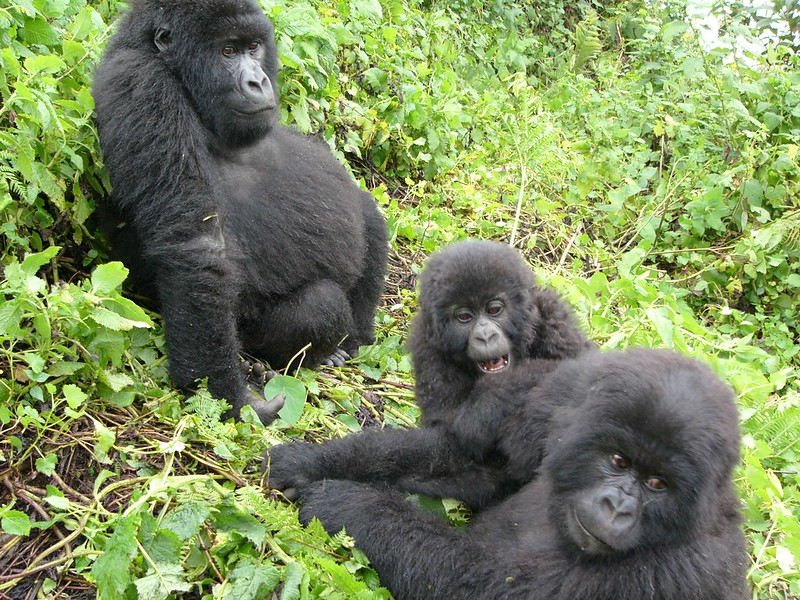 6-Day Rwanda Gorilla Trekking & Wildlife Safari 