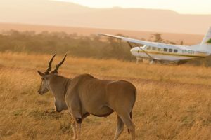 Read more about the article Flying from Serengeti Seronera to Zanzibar