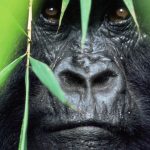 Gorilla Trekking in Rwanda Weekend Availability and Essential Information