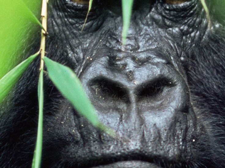 Gorilla Trekking in Rwanda Weekend Availability and Essential Information