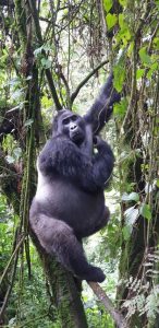 Read more about the article Rescheduling a gorilla trekking permit in Uganda