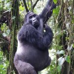 Rescheduling a gorilla trekking permit in Uganda