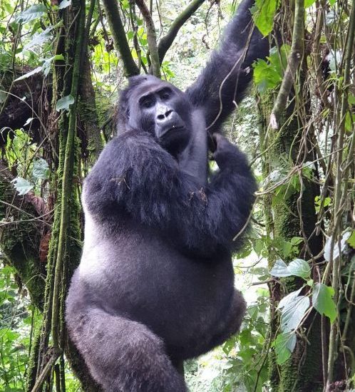 Rescheduling a gorilla trekking permit in Uganda