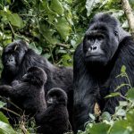 Gorilla Habituation Safaris from Entebbe