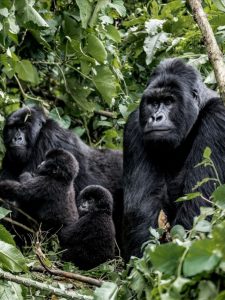 Read more about the article Gorilla Habituation Safaris from Entebbe