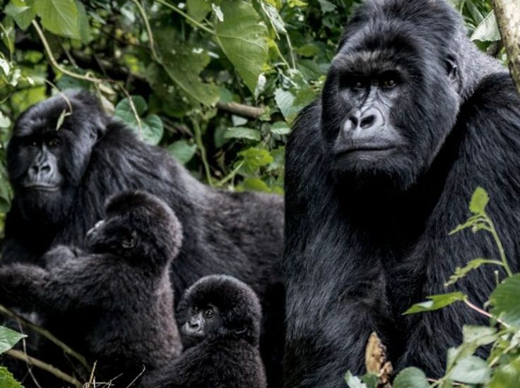 Gorilla Habituation Safaris from Entebbe