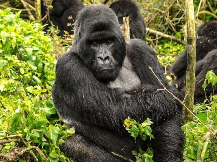 Entebbe To Bwindi by road Safari.