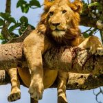 Things to do in Queen Elizabeth National Park