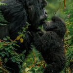 How Long Do You Stay with Gorillas During a Trek?