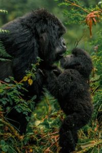 Read more about the article How Long Do You Stay with Gorillas During a Trek?