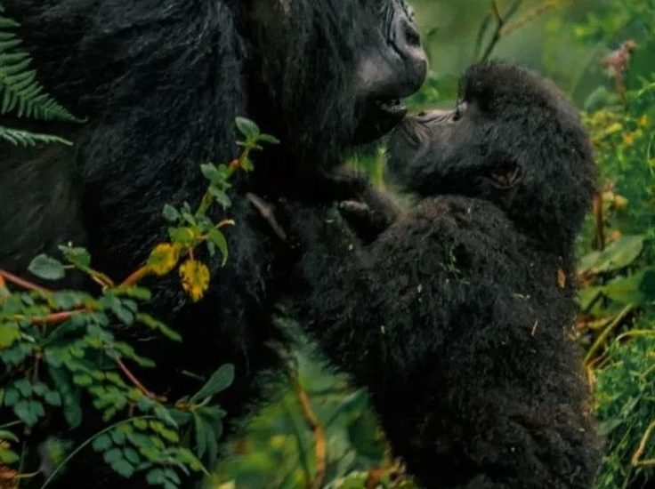 How Long Do You Stay with Gorillas During a Trek?