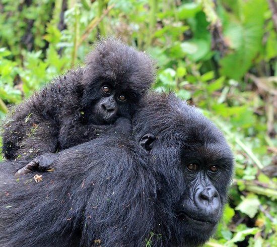 3-day Gorilla Trekking tour