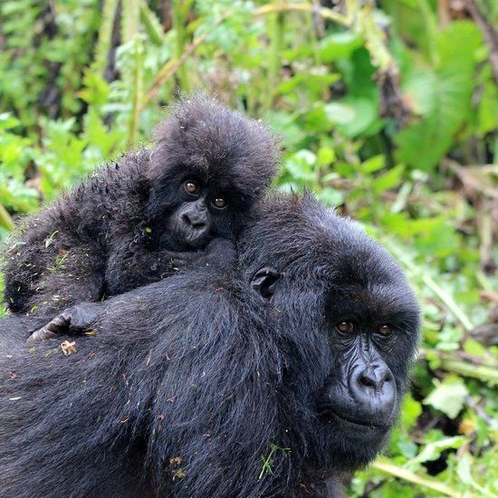 3-day Gorilla Trekking tour