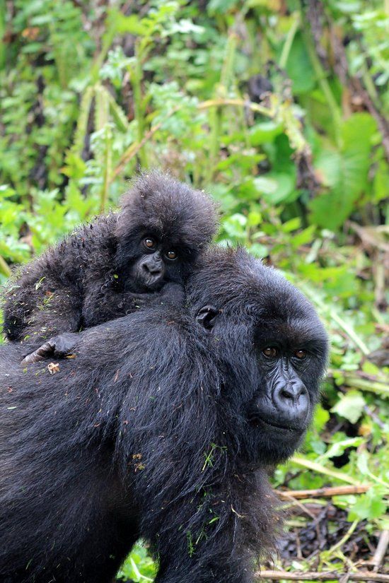 3-day Gorilla Trekking tour