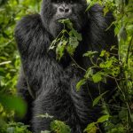 Affordable Gorilla Trekking Adventures (2025-2026)