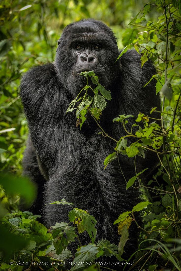 Read more about the article Affordable Gorilla Trekking Adventures (2025-2026)