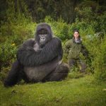 What to Expect on a Ugandan Gorilla Safari