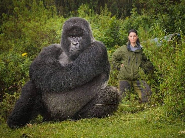 What to Expect on a Ugandan Gorilla Safari