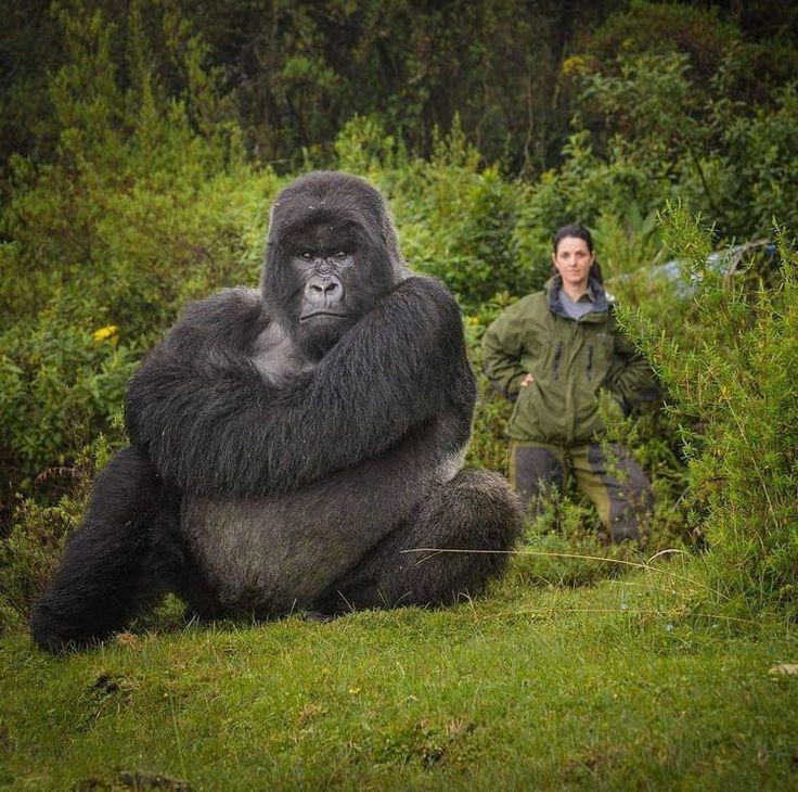 You are currently viewing What to Expect on a Ugandan Gorilla Safari